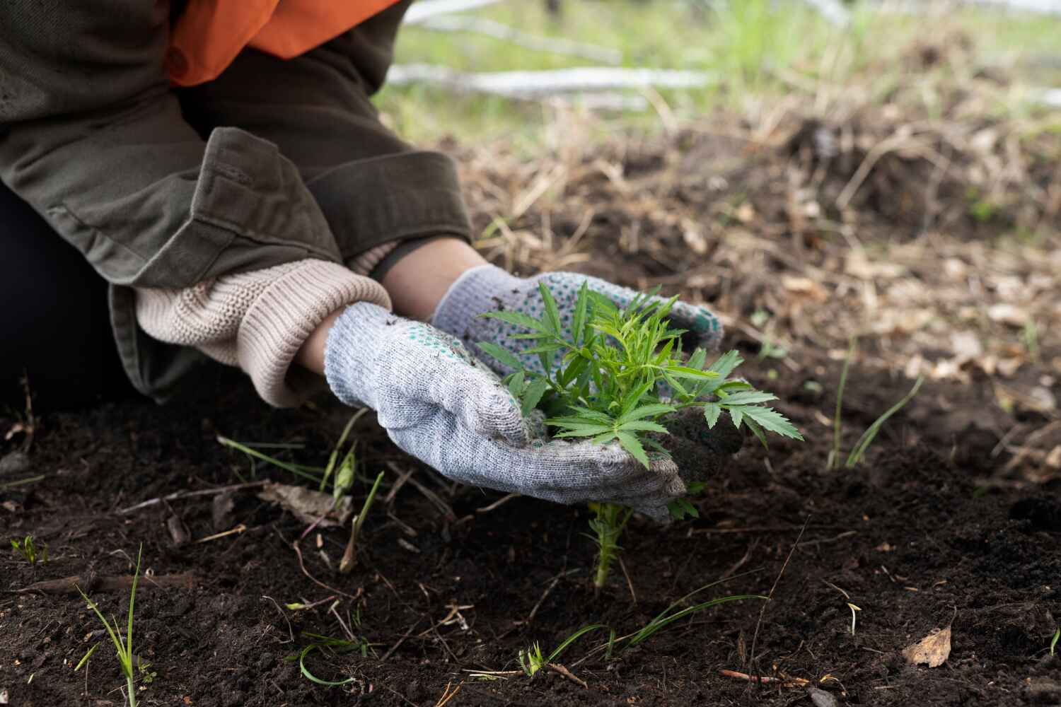 Best Palm Tree Trimming  in Caribou, ME